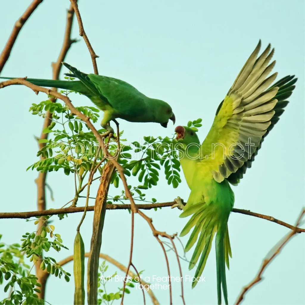 arti birds of a feather flock together